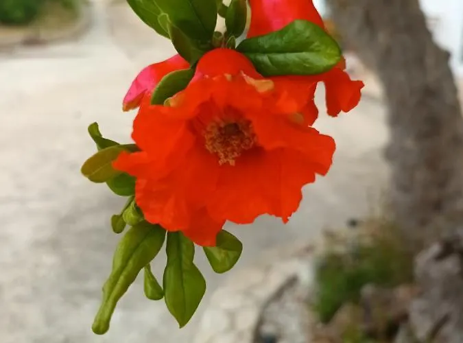 Quinta Da Romazeira São Bartolomeu de Messines