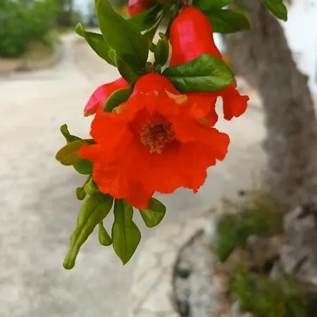 Quinta Da Romazeira São Bartolomeu de Messines